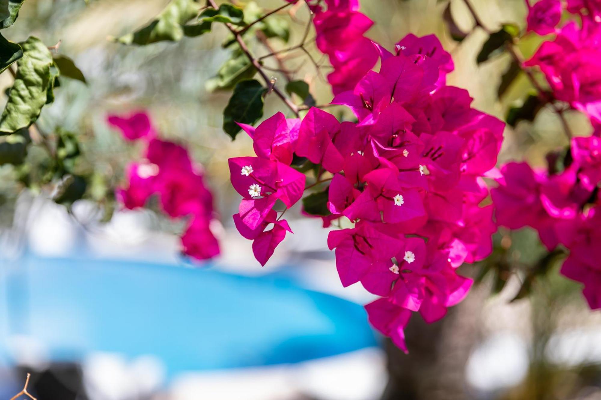 Vila Balaia - Luxury Boutique Villas Albufeira Bagian luar foto